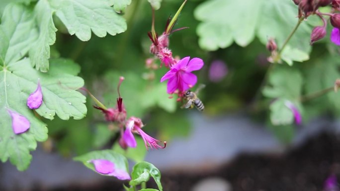 收集花蜜花粉的蜜蜂。春天正在苏醒。