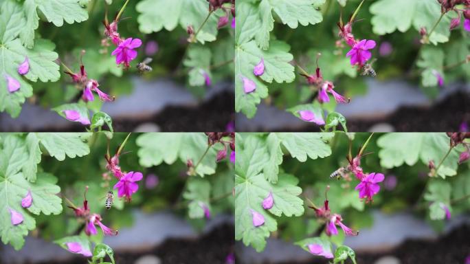 收集花蜜花粉的蜜蜂。春天正在苏醒。