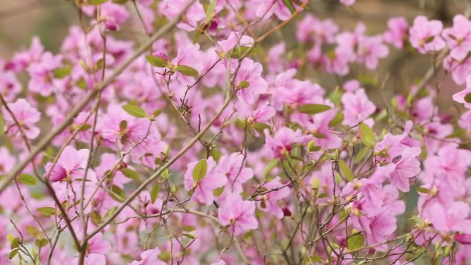 慢镜头野生杜鹃花