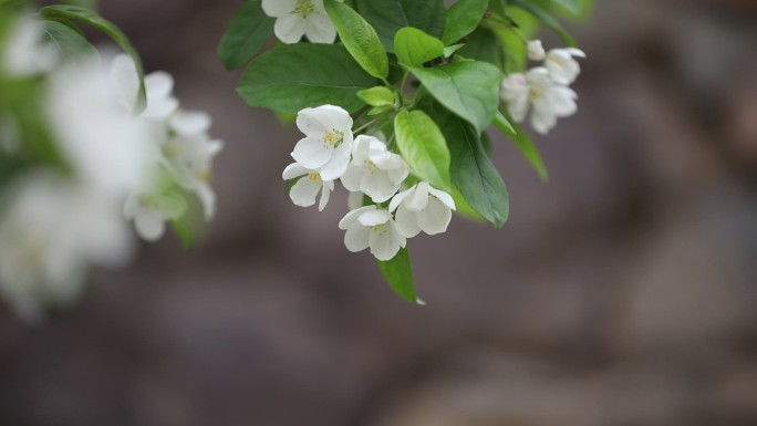 梨花视频素材