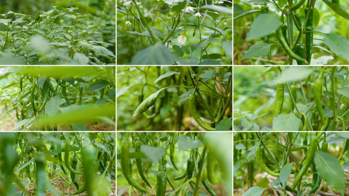 绿色有机蔬菜辣椒种植视频