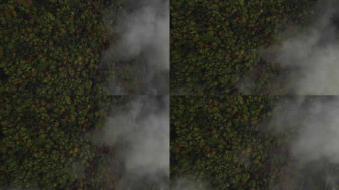 秋天航拍森林云雾