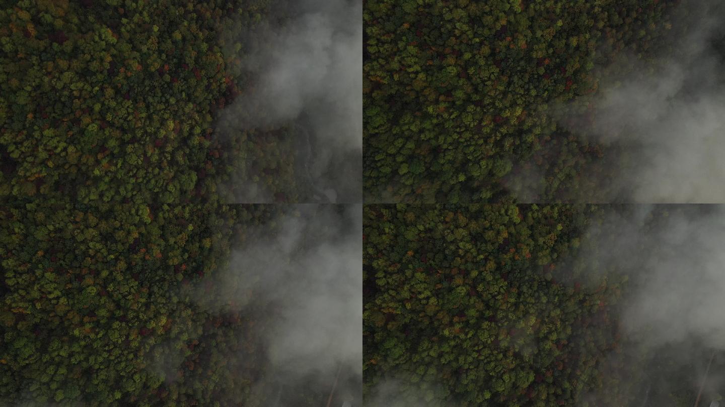 秋天航拍森林云雾