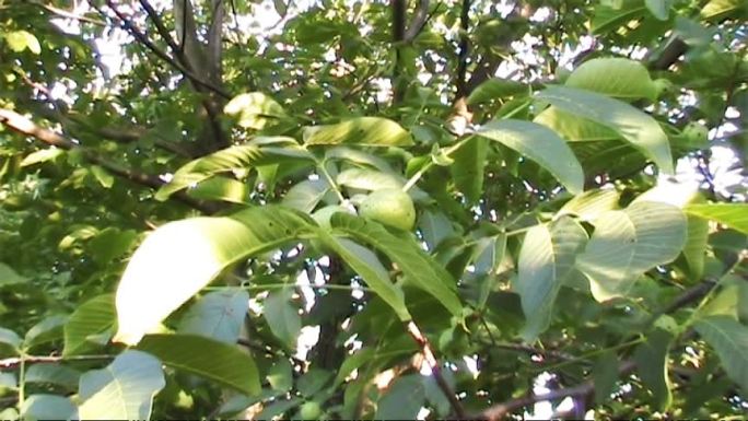 核桃树农业发展果园种植园