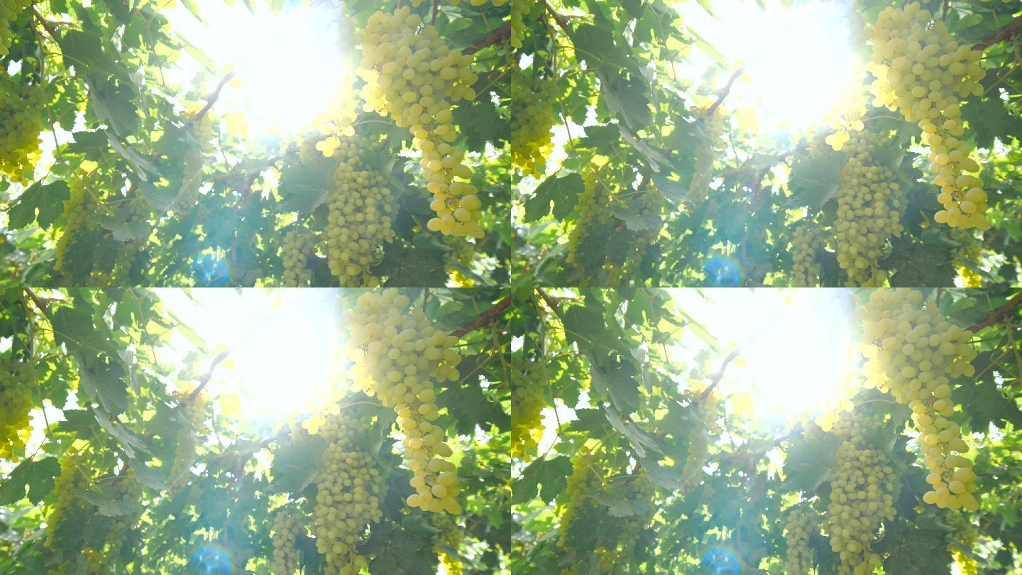 吐鲁番绿色葡萄园阳光照射葡萄园藤架
