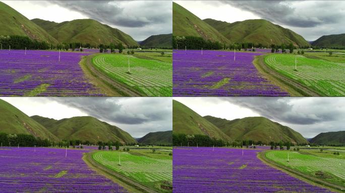 四川甘孜州雪山下薰衣草开花