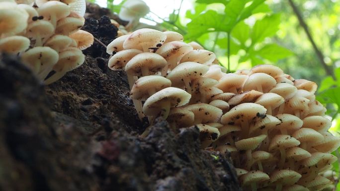 原木上的蘑菇野外野生蘑菇菌类