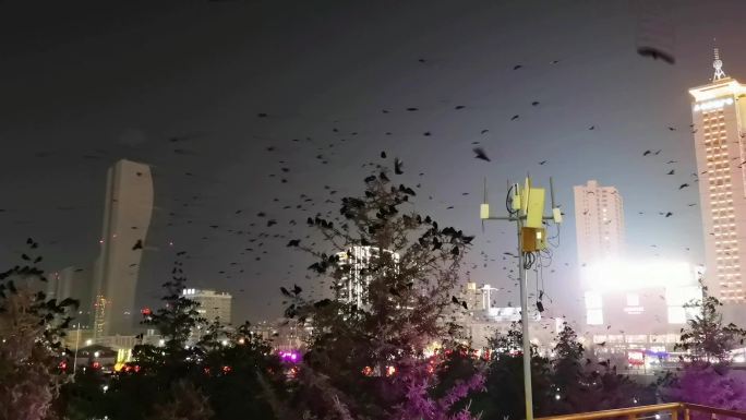 城市夜晚飞来的乌鸦