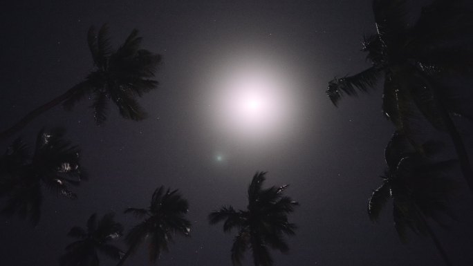 月光穿过棕榈叶逆光