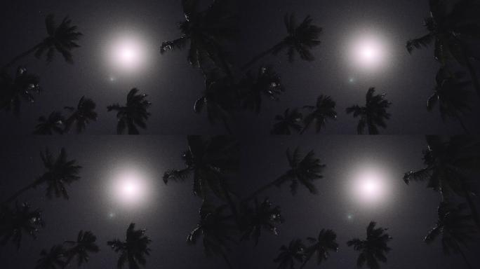 月光穿过棕榈叶逆光