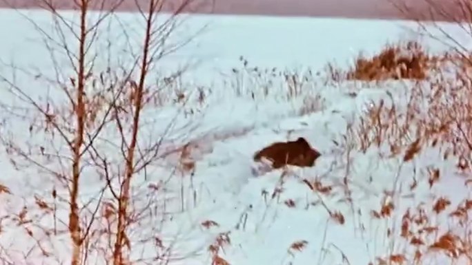 80年代雪地里跑的野猪