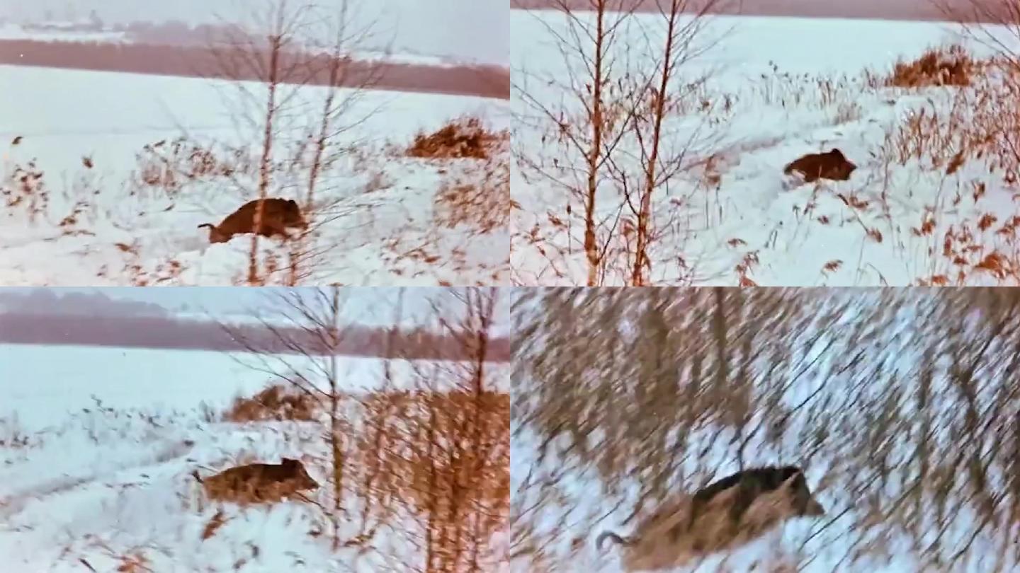 80年代雪地里跑的野猪