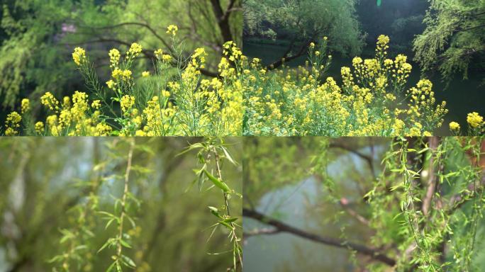 春天油菜花柳枝发芽