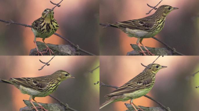 鸟树琵琶（Anthus tritilis）坐在一棵干枯的树上休息。