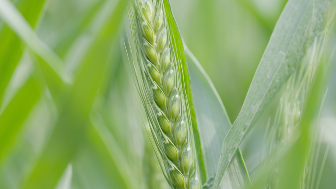 小麦生长过程麦子收获