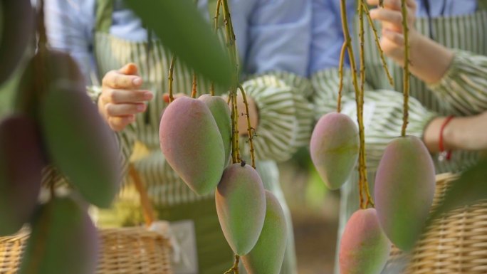 热带水果芒果采摘