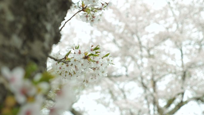 特写：Shoji湖周围迎风摇曳的樱花，慢镜头