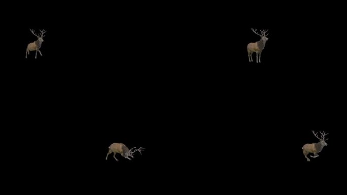 鹿 写实梅花鹿 驯鹿 跑步 跳 系列动作