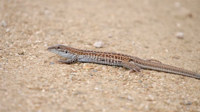 德克萨斯州斑点whiptail，瓜达卢佩山国家公园