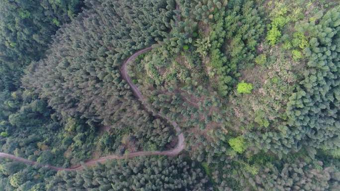 竹林位于中国桂林中国桂林山水桂林风景