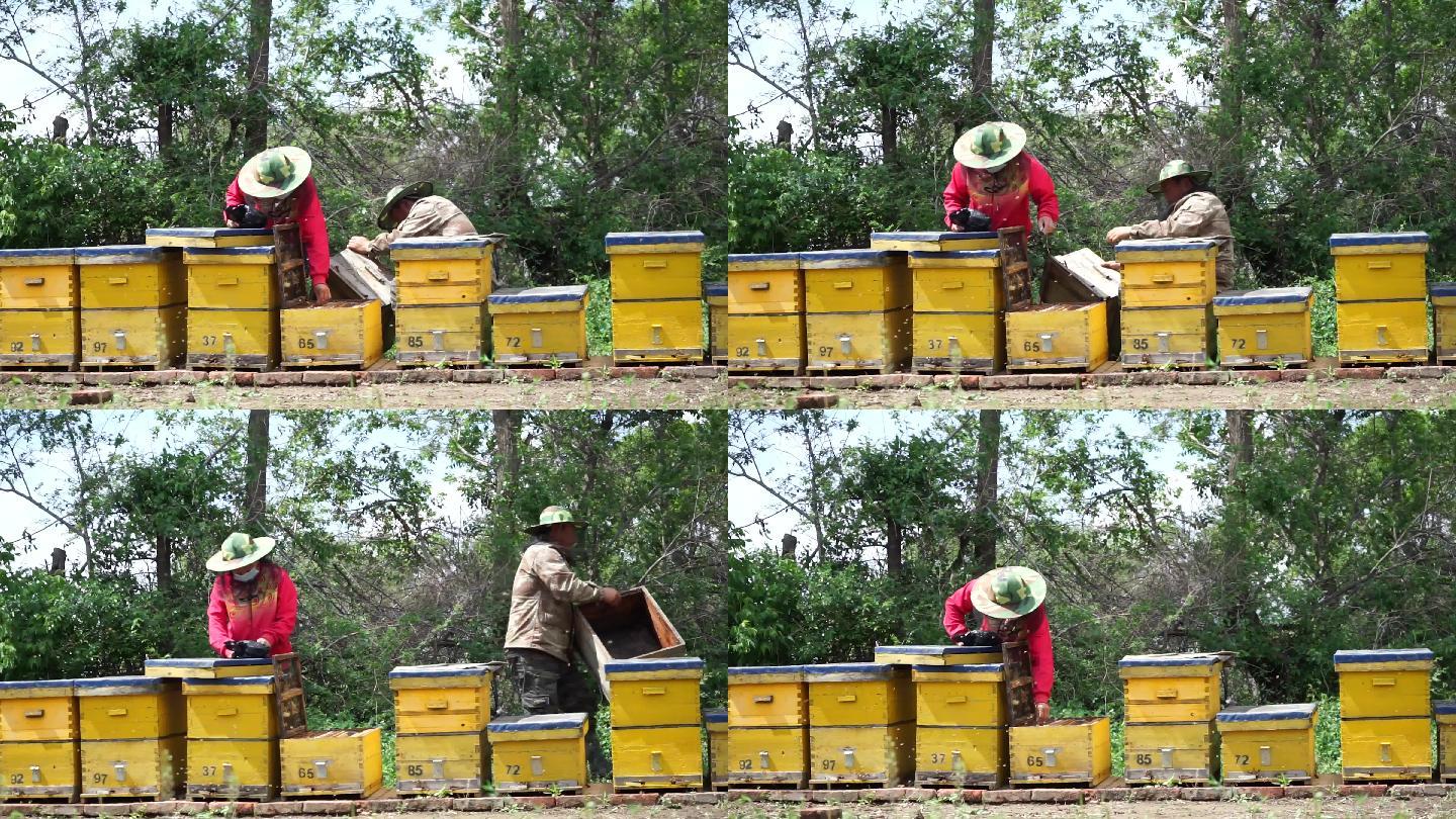 养蜂人在观察蜜蜂