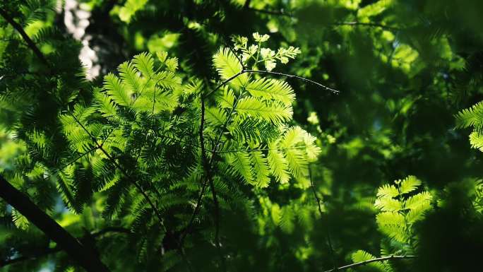 红杉树 绿叶光影感