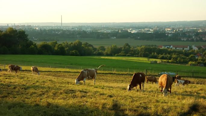奶牛在农场吃草草原牛皮皮具皮包真皮