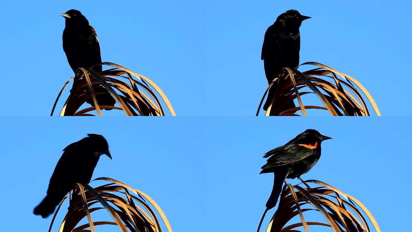 红翼黑鸟在死棕榈树上鸣叫
