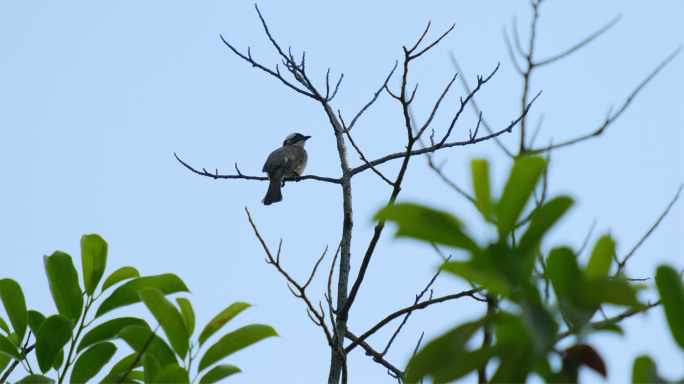枝头的小鸟、白头鹎，树上的鸟儿