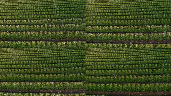 飞越苹果园种植业航拍实拍素材种植基地