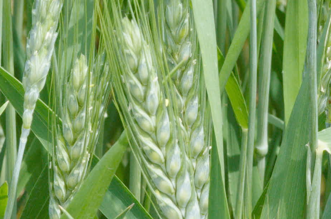 麦子开花青麦小麦农作物