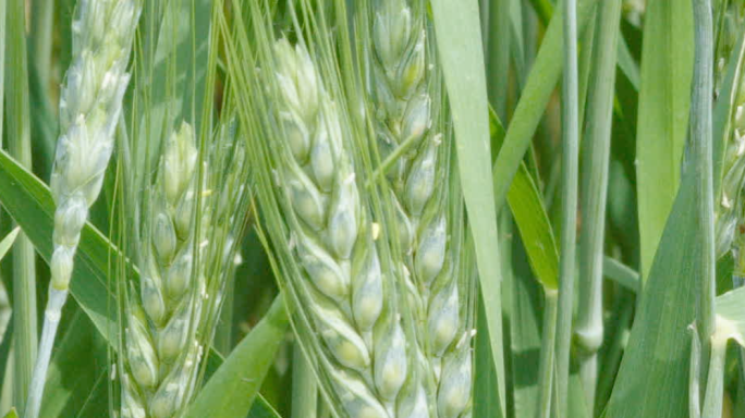 麦子开花青麦小麦农作物