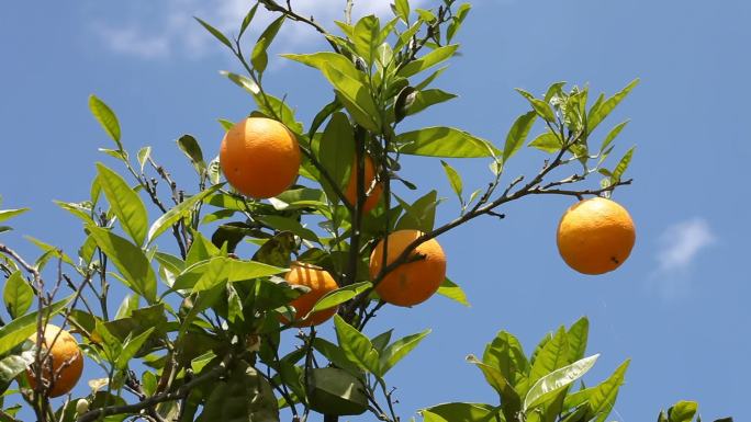 橘子树粑粑柑橙子