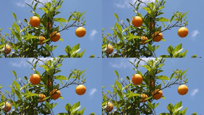橘子树粑粑柑橙子
