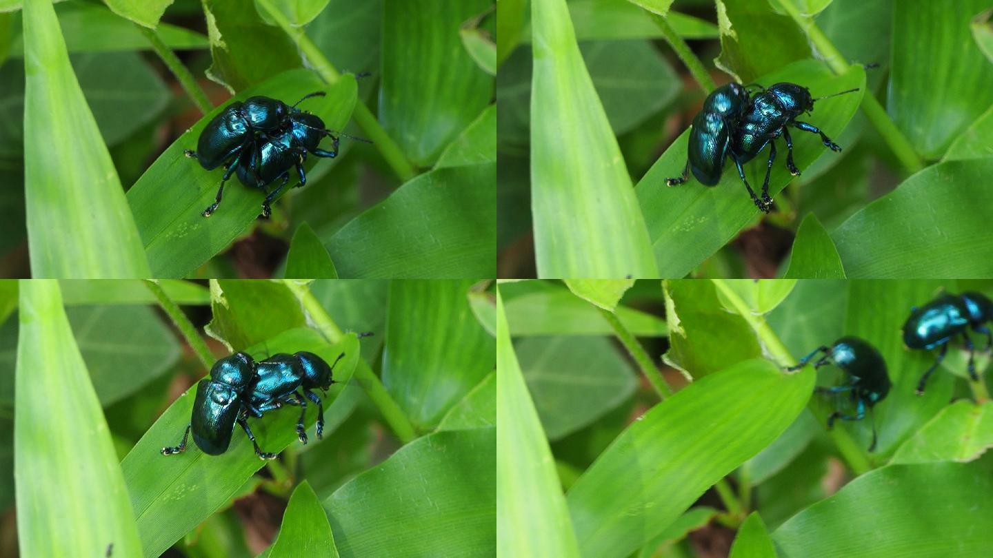 甲虫交配草丛里昆虫交配墨绿色甲虫交配动物