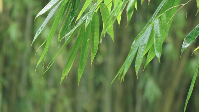 雨中的竹叶雨中的竹叶意境水墨