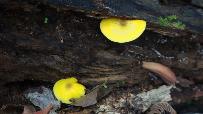 原木上的蘑菇野生蘑菇野生菌有毒蘑菇