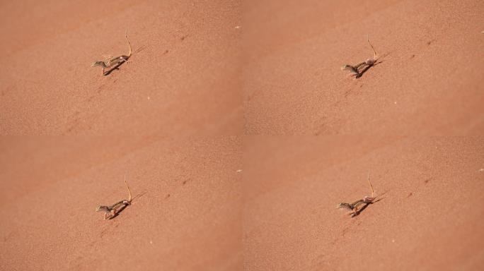 铲鼻蜥蜴沙漠荒凉蜥蜴