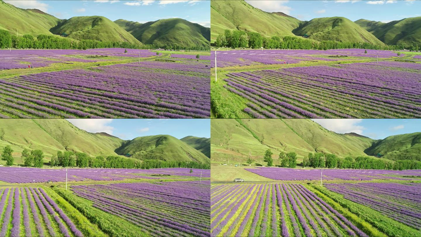 航拍四川甘孜州雪山下薰衣草盛开