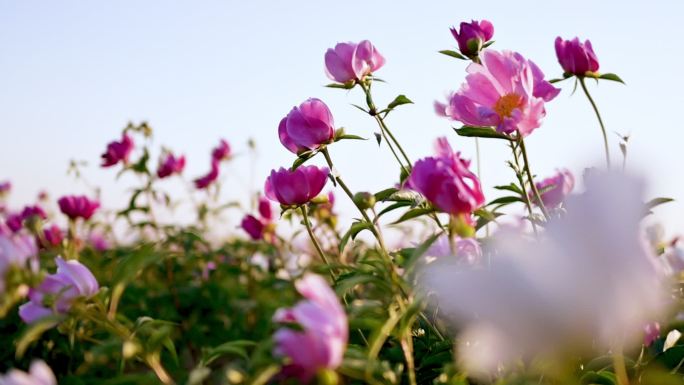 芍药花升格HD视频