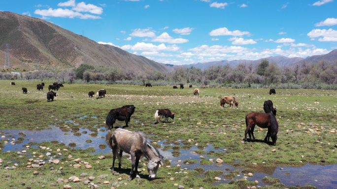 西藏牦牛藏马4K