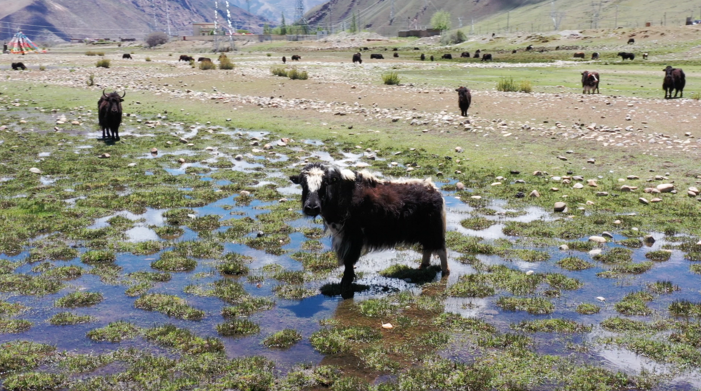西藏牦牛藏马4K