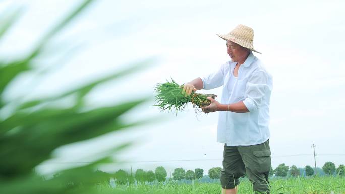 农民插秧