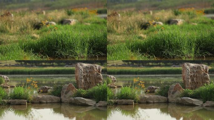 河边 花朵 绿地 湿地 景观 水边 生态