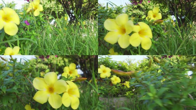 清晨花园里的金角花