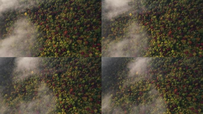 秋季森林航拍壮观云雾