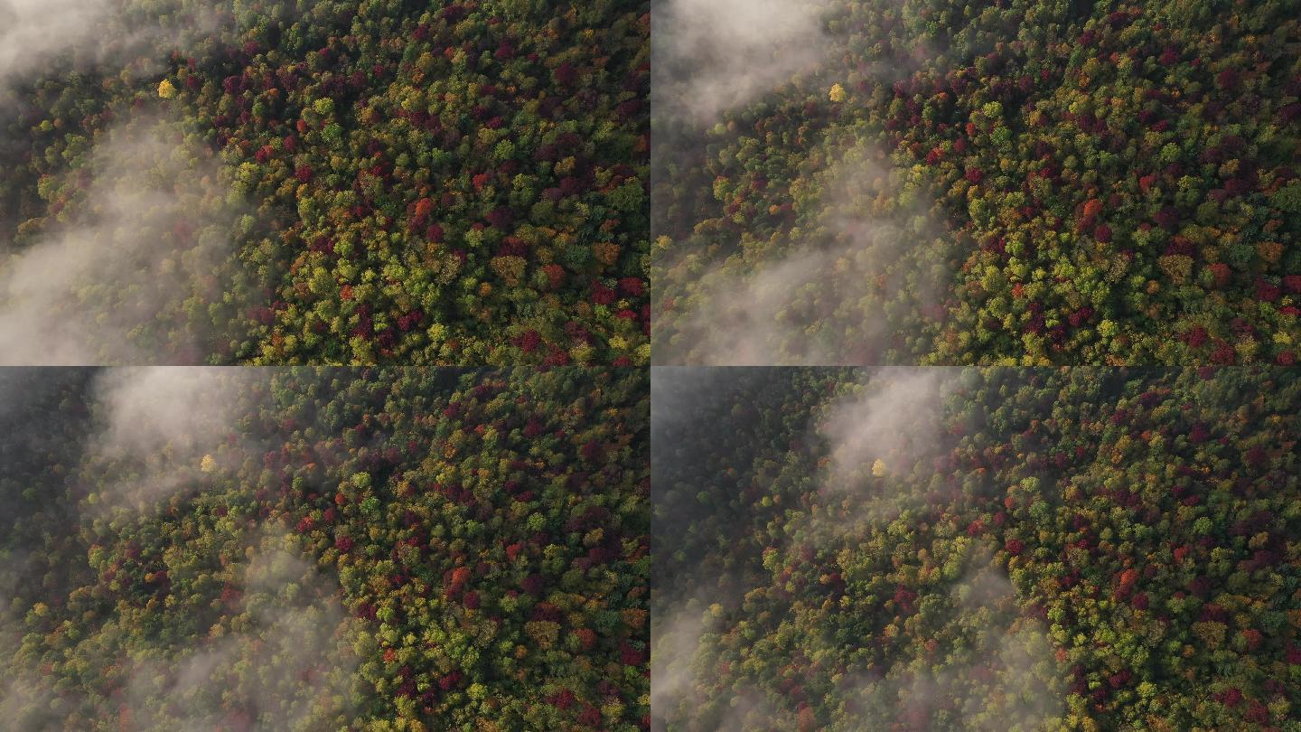 秋季森林航拍壮观云雾