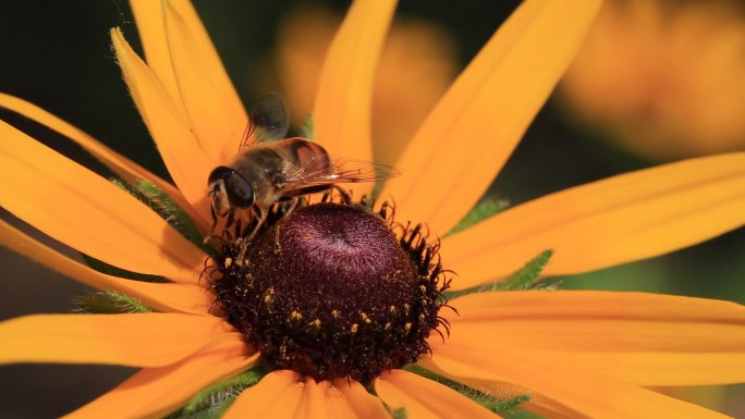 在花上采蜜的蜜蜂