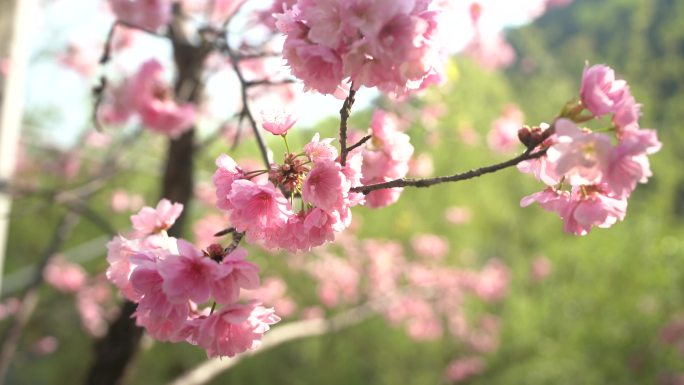 樱花镜头