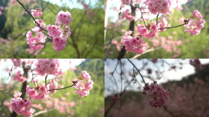 樱花镜头